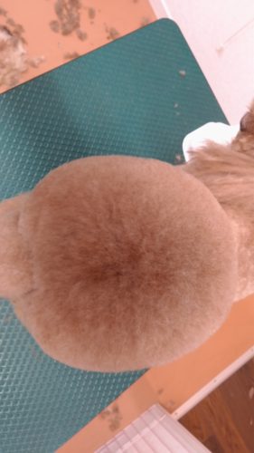 p_20180407_174529_vhdr_auto