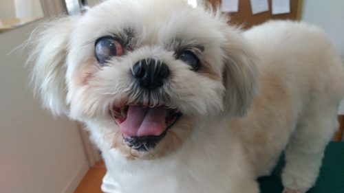 p_20180412_115030_vhdr_auto