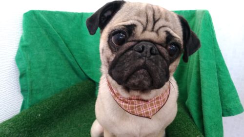 p_20180521_144633_vhdr_auto