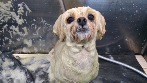 p_20180808_124919_vhdr_auto