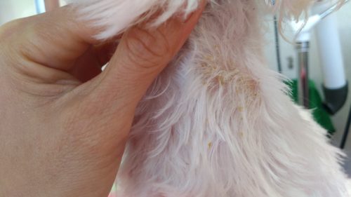 p_20180817_161329_vhdr_auto