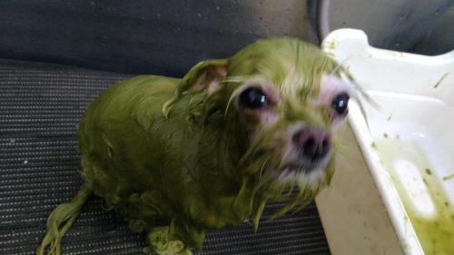 p_20180817_165827_vhdr_auto