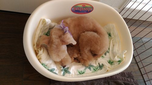 p_20180818_133923_vhdr_auto