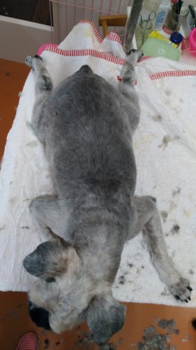 p_20180831_171121_vhdr_auto