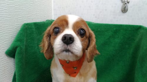 p_20181122_135417_vhdr_auto