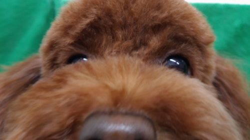 p_20181122_203748_vhdr_auto