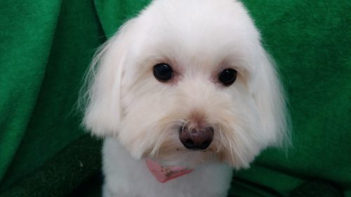 p_20181128_113243_vhdr_auto