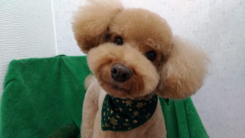 p_20181208_173346_vhdr_auto