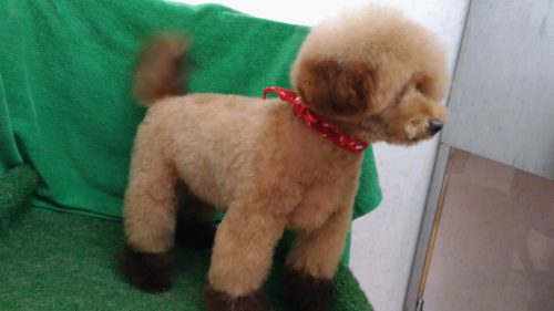 p_20181215_170035_vhdr_auto