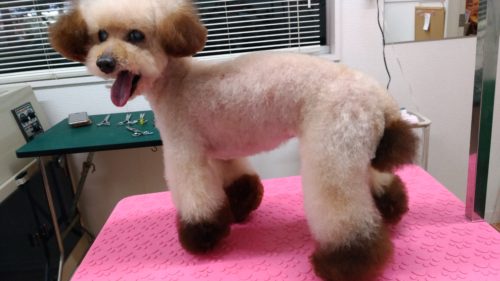 p_20181215_195919_vhdr_auto