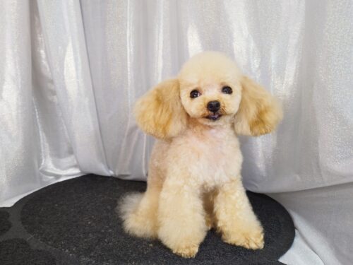 img_20250212_181435_1