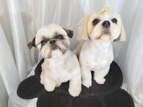 img_20250301_152846_1