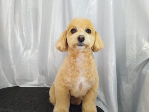 img_20250305_120128_1