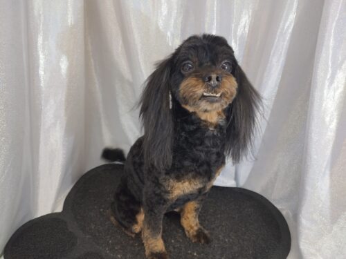 img_20250308_153452_1