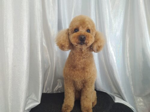 img_20250428_141144_1