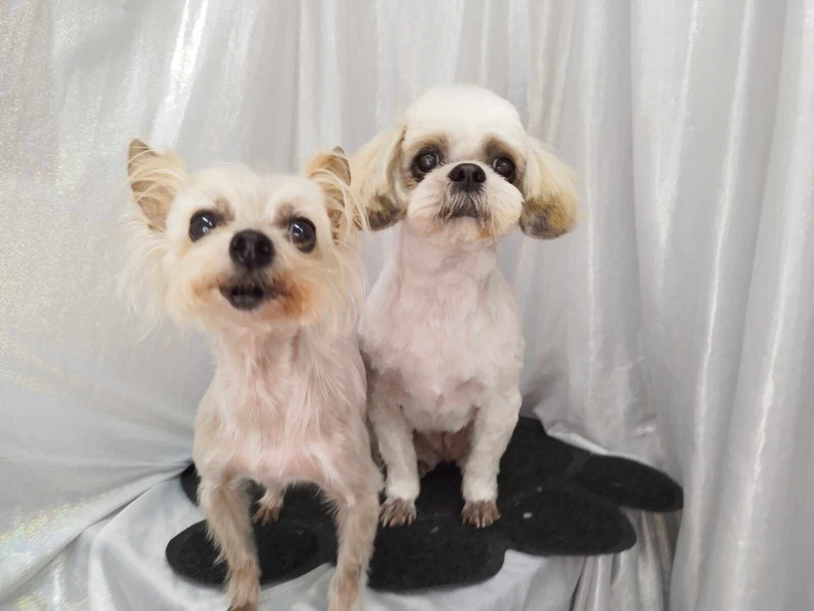 みみこちゃん＆るちるちゃん